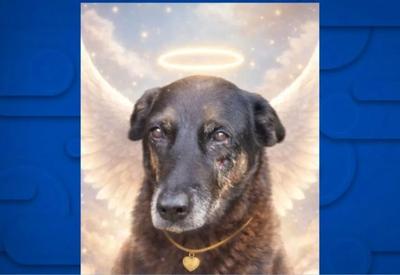 Cão Orelha: Polícia Civil de SC faz buscas em endereços de investigados pela agressão