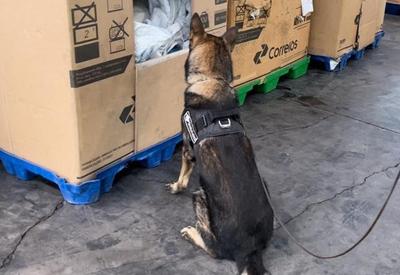 Cães farejadores encontram cocaína em encomenda dos correios