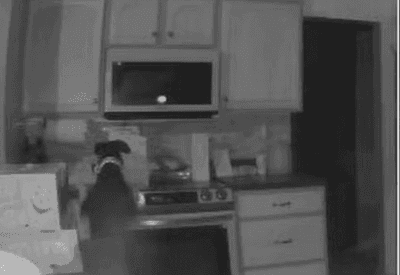 VÍDEO: cão liga fogão e acaba provocando incêndio em residência nos Estados Unidos