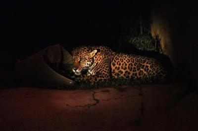 Zoológico de São Paulo abre para experiência noturna