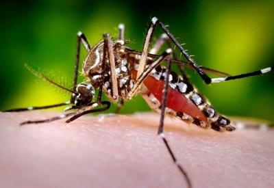 Saúde alerta para aumento de 35% no número de casos de dengue