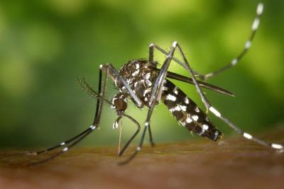 Casos de chikungunya quadruplicam no Mato Grosso este ano