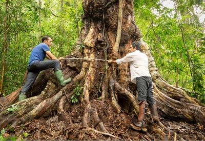 Maior árvore de pau-brasil do país é descoberta na Bahia