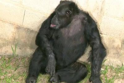 Chimpanzé que vivia em más condições na Argentina chega ao interior de São Paulo