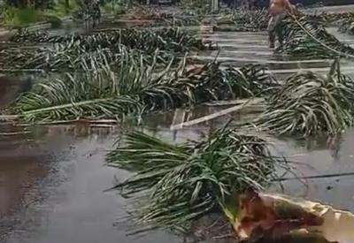 Americana (SP) tem queda de 20 árvores e granizo durante temporal
