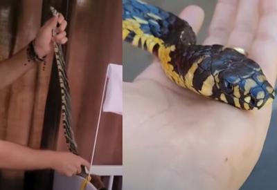 Cobra é encontrada em berço de criança em Santa Catarina