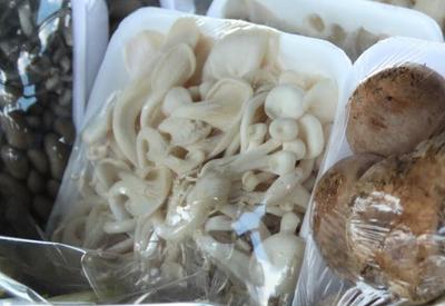 Cogumelo hiratake é o destaque da semana para compras em atacados