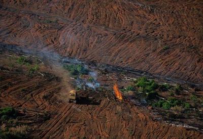 Amazônia: alerta de desmatamento sobe 125% e chega a 218 Km² em dezembro