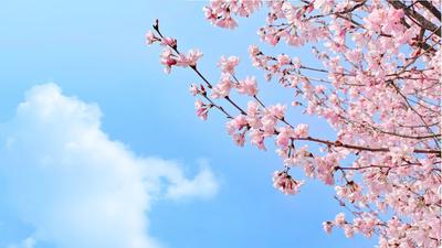 Começa a temporada de flores de cerejeira no Japão 