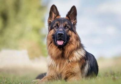 Covid-19: Pastor Alemão é primeiro cachorro nos EUA a testar positivo