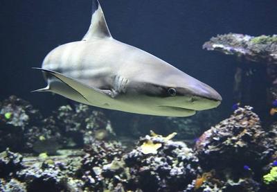 Covid-19: produção de vacinas pode matar meio milhão de tubarões