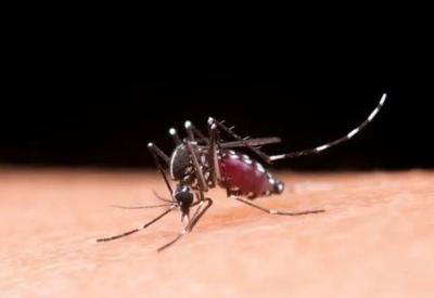 Rio de Janeiro confirma primeiro caso de dengue tipo 3 em 2025