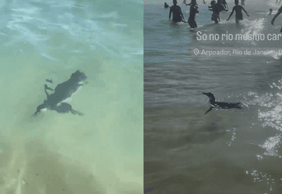 Pinguim encanta banhistas na praia do Arpoador, no Rio de Janeiro