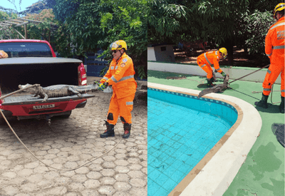 Vídeo: jacaré invade piscina de clube e é resgatado pelos bombeiros em São Francisco-MG