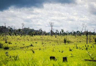 Desmatamento da Amazônia representa quase 640 campos de futebol por dia