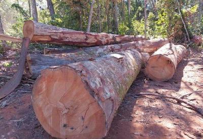Polícia Federal termina operação contra desmatamento em parque indígena