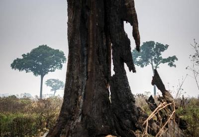 OMC debate sobre o Brasil e cita desmatamento e tributos como desafios