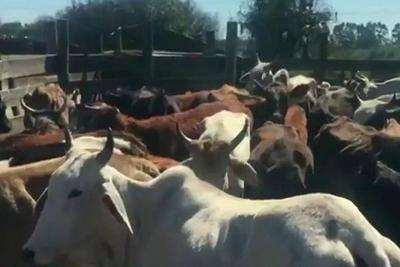 Dezenove pessoas são presas em Porto Alegre por roubo de gado