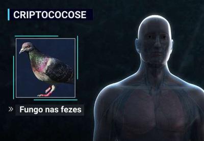 "Doença do Pombo" mata duas pessoas no Litoral Paulista