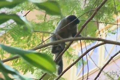 Doença que afeta humanos pode ter matado macacos no Rio de Janeiro