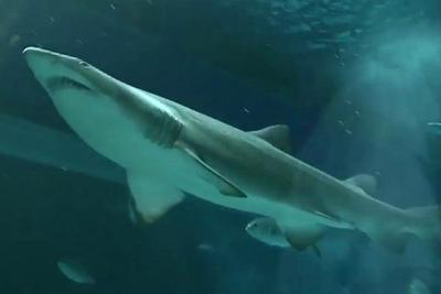 Dois tubarões vindos dos EUA chegam ao AquaRio