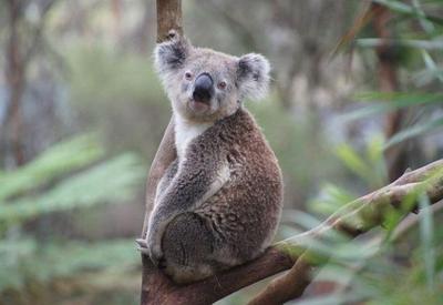 Austrália declara coalas como espécie ameaçada na costa leste