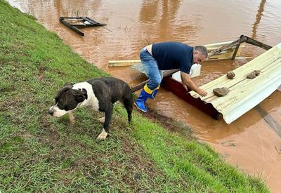 Cães continuam "nadando" após resgates em tragédia no RS