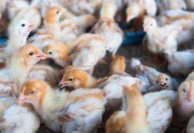 Ministério da Agricultura confirma primeiro foco de gripe aviária em fazenda no ES