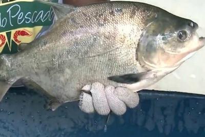 Exportação do pescado brasileiro para a União Europeia é suspensa