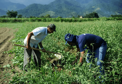 Desenrola Rural: governo lança programa de renegociação de dívidas agrícolas com descontos de até 96%