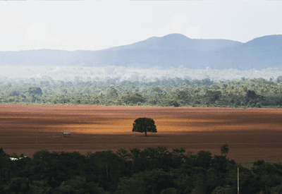 Desmatamento diminui 32,4% em 2024; Cerrado reúne mais de 50% das perdas