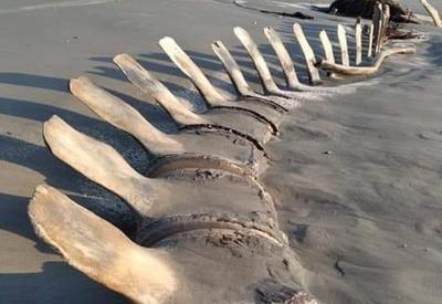 Esqueleto gigante encontrado em praia de SP desaparece misteriosamente