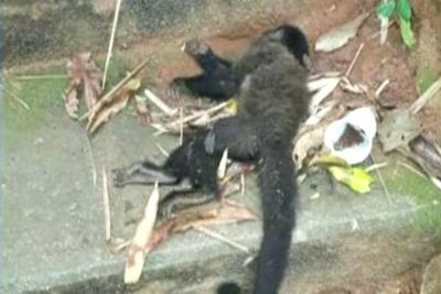 Febre amarela: Morte de macacos deixa Rio de Janeiro em alerta
