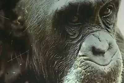 Fenômeno nas eleições de 1988, Macaco Tião vira tema de documentário
