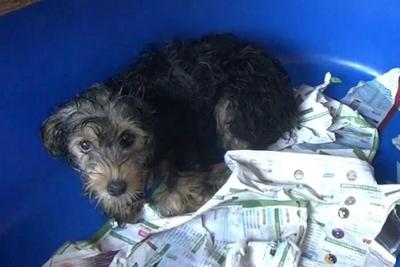 Flagrante: Cachorros resgatados de canil viviam em condições precárias