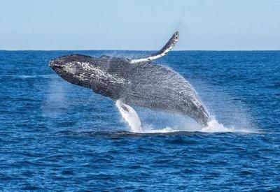 Caça às baleias deve ser encerrada pela Islândia em 2024