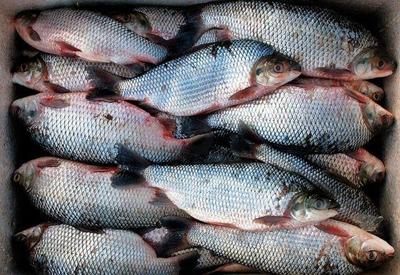 Toxinas em peixes podem causar doença da urina preta, diz estudo
