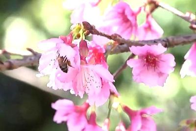 Florada de cerejeiras atrai turistas no interior do Paraná