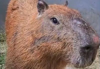 Presos por espancar capivara no Rio são multados em R$ 20 mil pelo Ibama