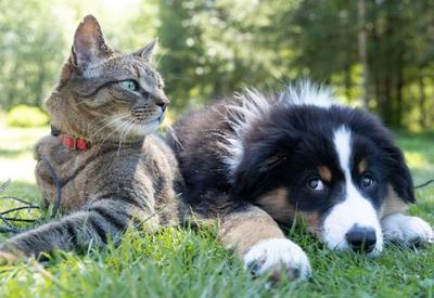 Senado aprova projeto que criminaliza tatuagens e piercings em cães e gatos