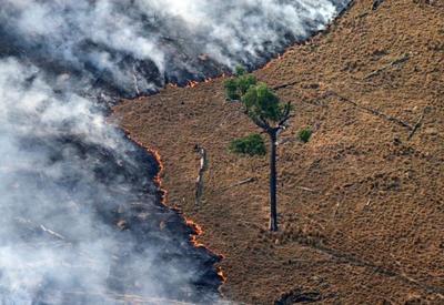 Com incêndios e seca, mundo bate recorde de perda florestal em 2024