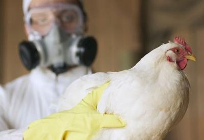 Ministério da Agricultura investiga novo caso suspeito de gripe aviária no RS