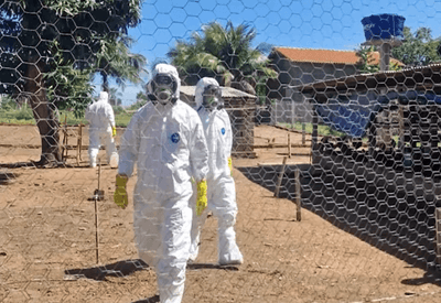 Gripe aviária: Mato Grosso reforça fiscalização após foco confirmado perto de Cuiabá