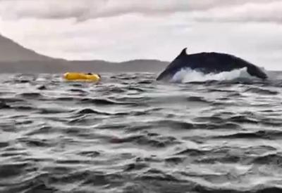 Baleia engole e solta jovem que andava de caiaque no Chile; veja vídeo