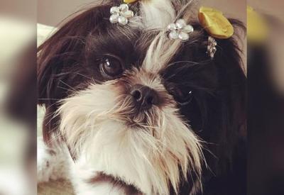 Polícia indicia dois funcionários por morte de cadela em pet shop em SC