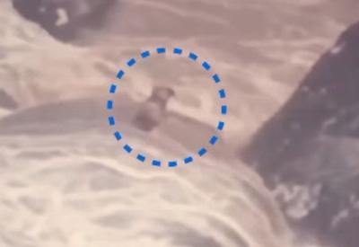 Cachorro cego e surdo é resgatado após ficar ilhado no RJ; veja vídeo