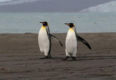 Ilha sem habitantes e povoada por pinguins é listada em tarifaço de Trump