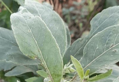 Quatro pessoas são internadas após confundirem planta venenosa com couve em MG; mulher sofre parada