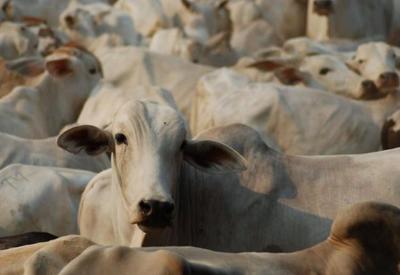 Brasil tem dois casos de "vaca louca" e exportação à China é suspensa