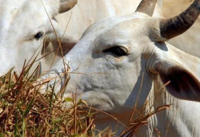 O que é a doença da "vaca louca", que tem caso suspeito identificado em Minas Gerais?